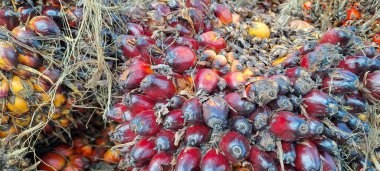 Taze hurma yağı ve ahşap zemin üzerinde palmiye yağı.