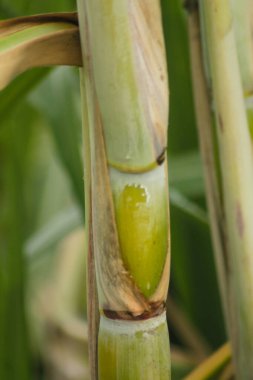 Bahçede taze şeker kamışı. Şeker kamışı şeker ve yiyecek üretmek için ekildi