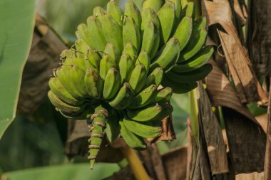 Muz ağacı ve tarım tarlalarında bir sürü yeşil muz.