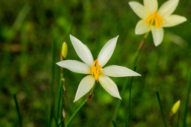 Bilimsel adı Zephyranthes Canada olan bir bitkiden beyaz çiçekler.
