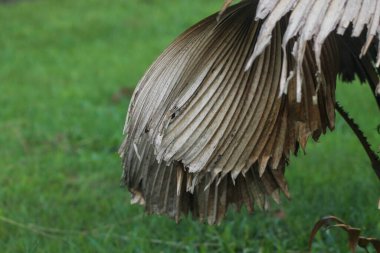 Bahçedeki Fiji Fan Palmiyesi. (Pritchardia Pacifica) Yeşil palmiyeyi terk et.