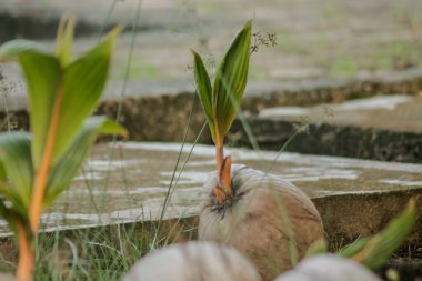 Hindistan cevizi kabuğu büyüyor / filizleniyor ve toprağa ekilmeye hazır.