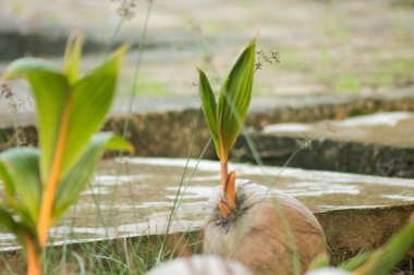 Hindistan cevizi kabuğu büyüyor / filizleniyor ve toprağa ekilmeye hazır.