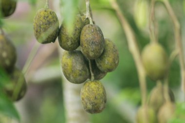 Ağaçta asılı yeşil Ambarella meyvesi