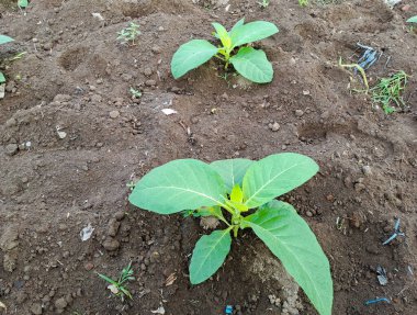 Tarlada tütün bitkisi yetişiyor.