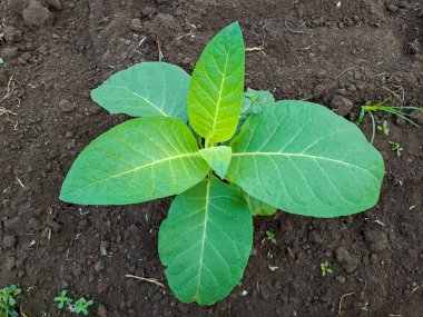 Tarlada tütün bitkisi yetişiyor.