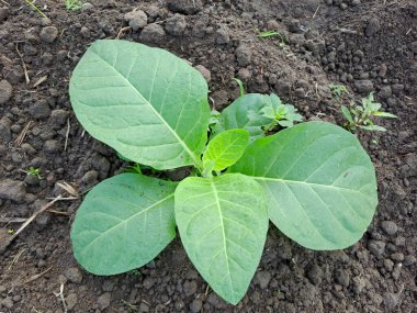 Tarlada tütün bitkisi yetişiyor.