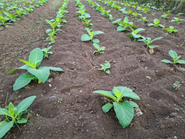 Tarlada tütün bitkisi yetişiyor.