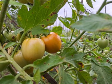 Asmalı yeşil organik domates, tarlada büyüyen domatesler.