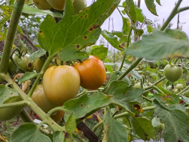 Asmalı yeşil organik domates, tarlada büyüyen domatesler.