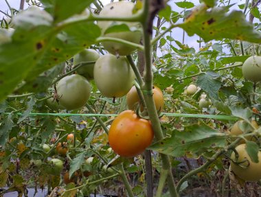 Asmalı yeşil organik domates, tarlada büyüyen domatesler.