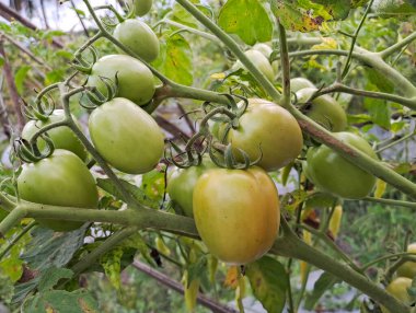 Asmalı yeşil organik domates, tarlada büyüyen domatesler.