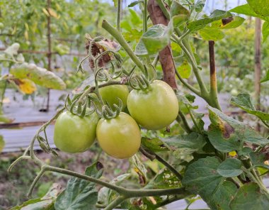 Asmalı yeşil organik domates, tarlada büyüyen domatesler.