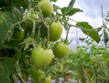Asmalı yeşil organik domates, tarlada büyüyen domatesler.