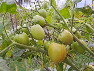 Asmalı yeşil organik domates, tarlada büyüyen domatesler.