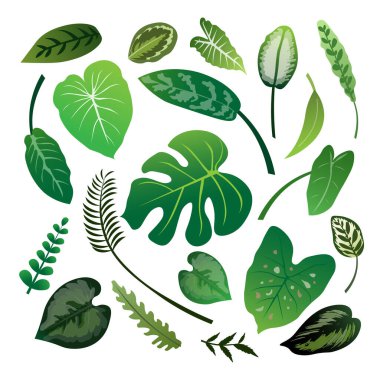 Yeşil Yaprak Paket Koleksiyonu