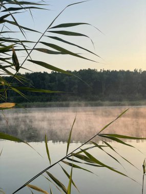 Sakin bir gölün üzerinde sabah sisi ile huzurlu bir sahne. Ön planda yeşil sazlıklar, arka planda orman. Güneş doğarken yakalanmış, sakin ve doğal bir atmosferi çağrıştırıyor. Seyahat bloglarında, sağlık içeriğinde, doğa dergilerinde kullanım için ideal.
