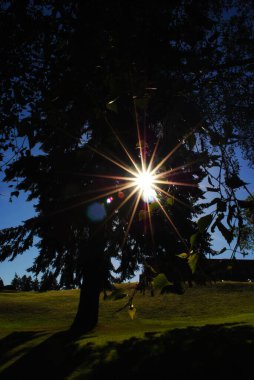 Ağaçların arasından parlayan güneş