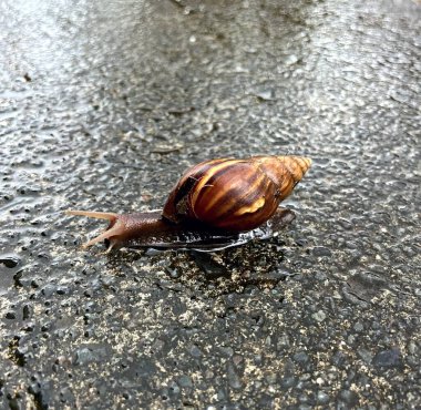 ıslak asfalt sokakta