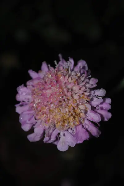 Güzel botanik fotoğrafı, doğal duvar kağıdı.