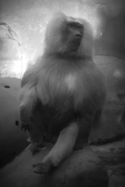 Kayadaki beyaz aslan