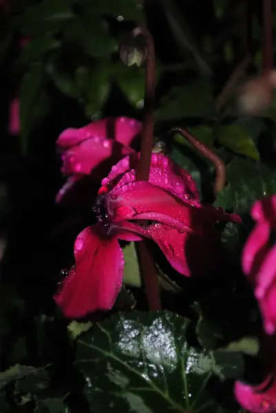 Bahçedeki güzel çiçekler