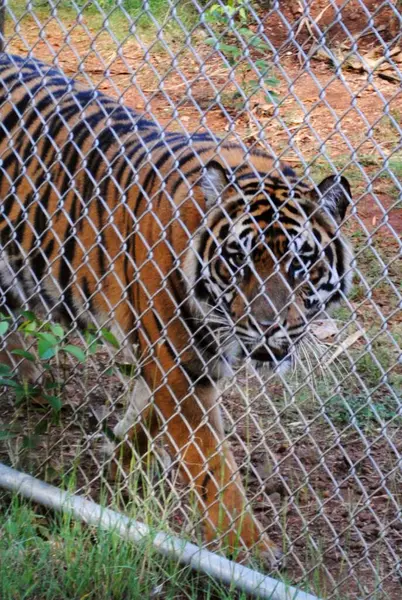 Hayvanat bahçesindeki kaplan