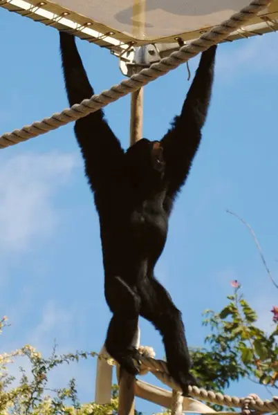Ağaçta asılı duran şirin maymunun dikey görüntüsü.