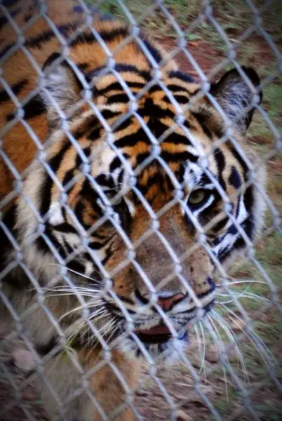 Hayvanat bahçesindeki kaplan