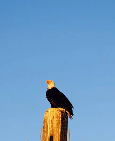 bir ağaç üzerinde kartal