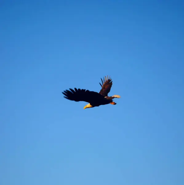 uçan kel kartal (kartal )