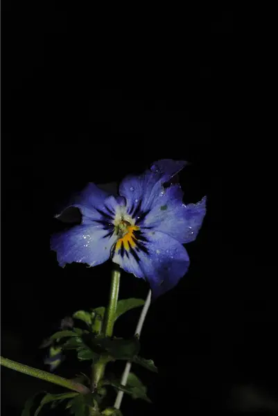 Mavi çiçek yaprakları, flora