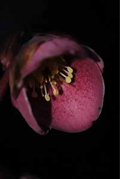 Güzel çiçekler, çiçek konsepti