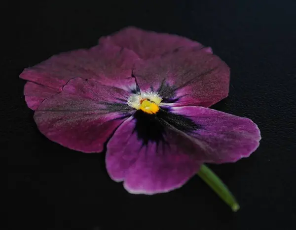 Beyaz arkaplanda güzel çiçekler