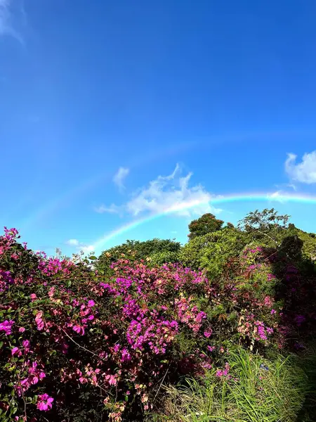 Bahçedeki güzel çiçekler