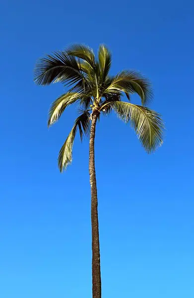 Mavi gökyüzünün arka planında hindistan cevizi ağacı