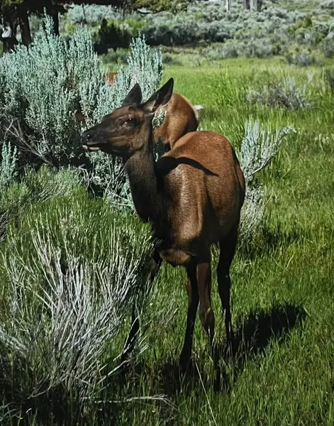 Vahşi doğadaki vahşi geyik