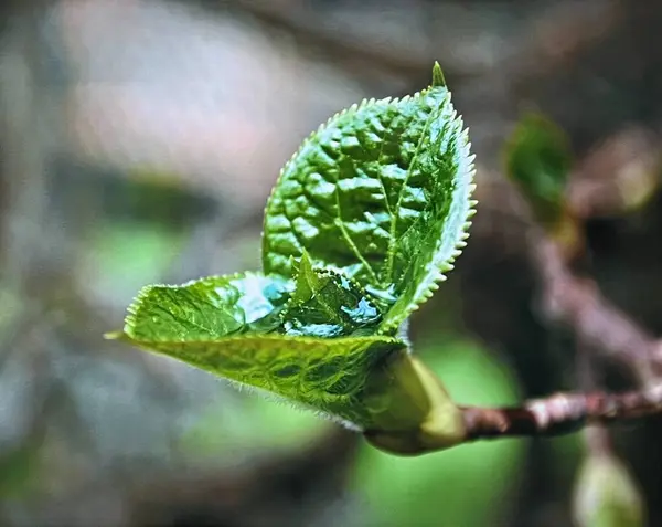 Güzel botanik fotoğrafı, doğal duvar kağıdı.