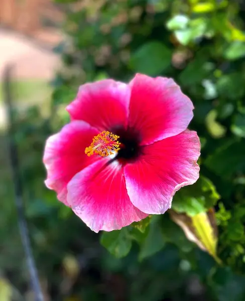 Bahçedeki güzel pembe çiçek