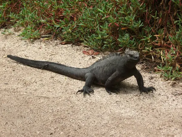 Hayvanat bahçesindeki kertenkele