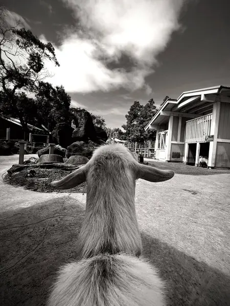 Çiftlikteki bir ineğin siyah beyaz fotoğrafı.