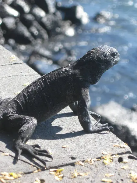 Galapagos adalarında iguiguanalar