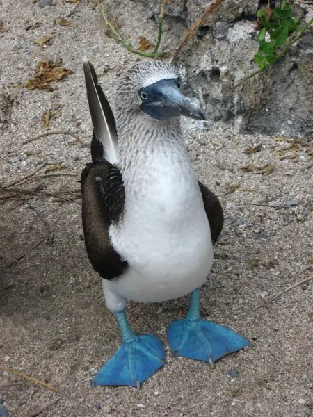 Doğadaki güzel kuşun manzarası