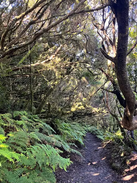 İspanya, Tenerife 'deki Anaga Dağları' nda yemyeşil eğreltiotları ve yosun kaplı ağaçlarla çevrili büyüleyici orman patikaları. Benekli güneş ışığı bu uzak yürüyüş yolunda büyülü ve huzurlu bir atmosfer yaratır..