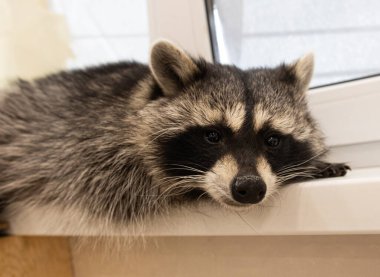 Rahat Rakun Pencerede Dinleniyor