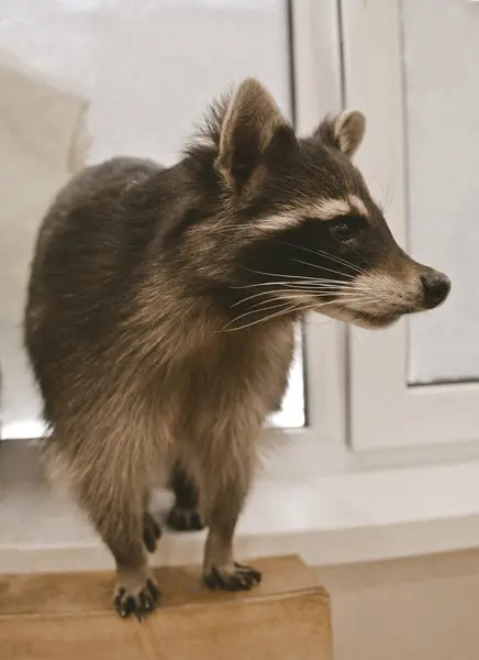 Pencerenin yanında duran Meraklı Rakun