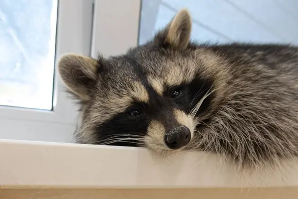 Uykulu Rakun Pencere Dinleniyor
