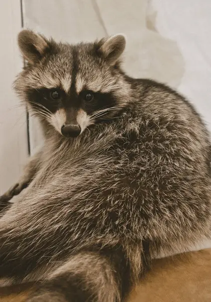 İçerideki Şirin Rakun 'u Kapat