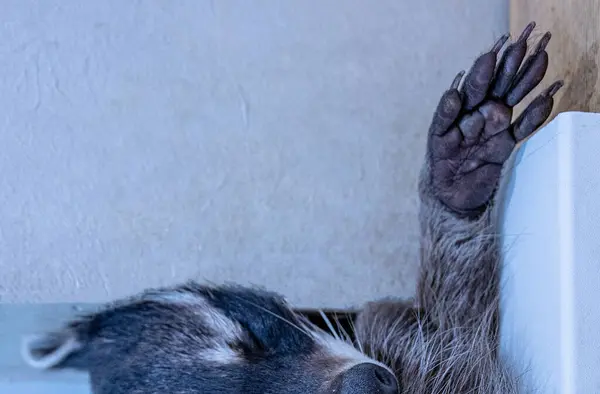 Uyuyan Rakun Pençesi Yaklaş