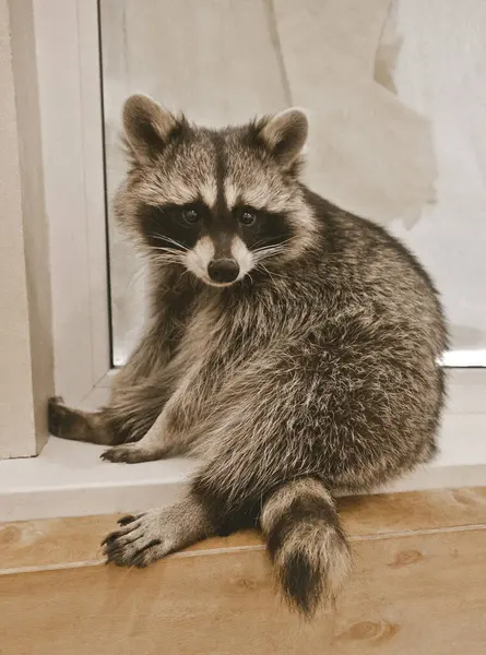 Şirin Rakun Oturan Pencere İçeride